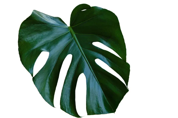 Folhas Verdes Monstera Uma Fábrica Tropical Popular — Fotografia de Stock