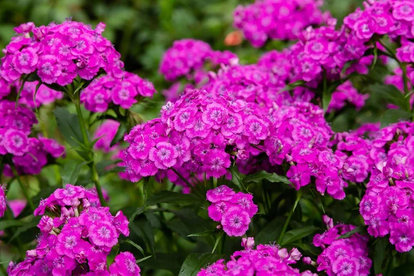 Квіти Діантус Саду Зеленому Фоні — стокове фото