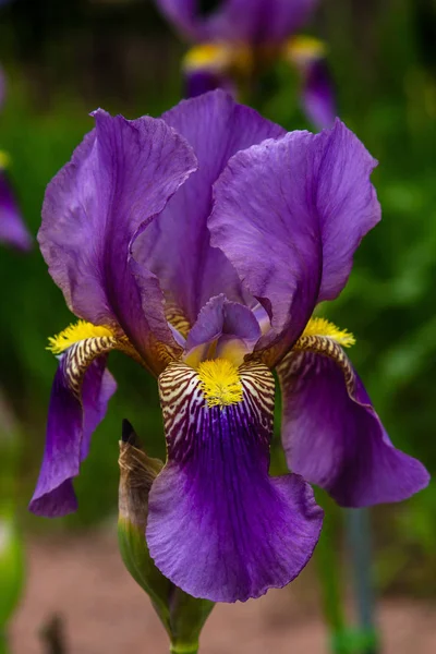 Xiphium Letní Zahradě Xiphium Trvalá Rostlina Objemných Rostlin — Stock fotografie