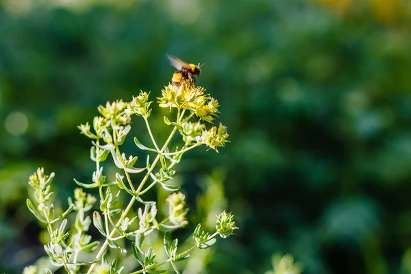聖ヨハネの麦汁の黄色い花にバンブルビー セントジョンズ麦汁として知られているハイパーカム穿孔は Hypericum属と薬用ハーブの開花植物種です — ストック写真