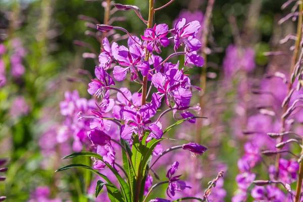 Fiori Viola Fireweed Rosebay Willowherb Epilobium Angustifolium Salice Francese Ivan — Foto Stock