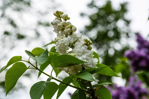 Blommande Lila Syringa Trädgården Vackra Lila Lila Blommor Naturlig Bakgrund — Stockfoto