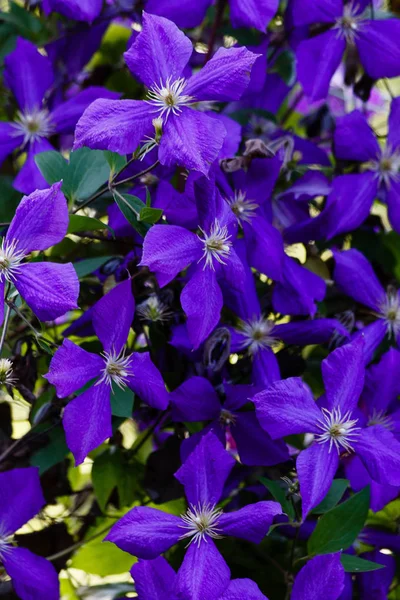 Flores Perenes Videiras Clematis Jardim Crescer Clematis Clematis Floridos — Fotografia de Stock