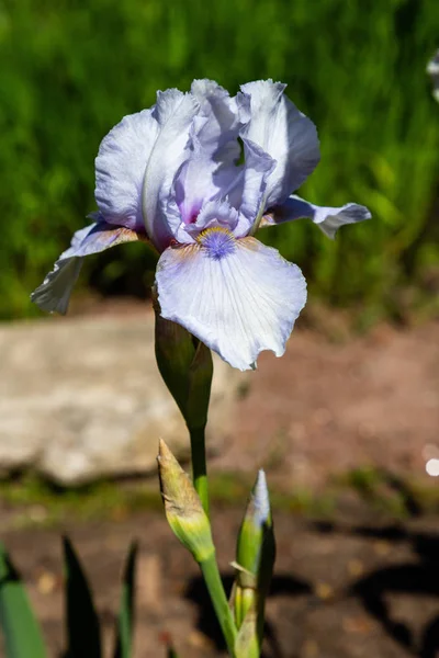 Xiphium Dans Jardin Été Xiphium Est Une Plante Bulbeuse Vivace — Photo