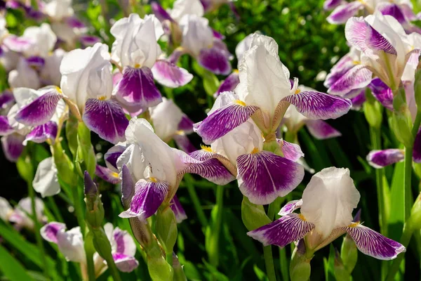 Xiphium Summer Garden Xiphium Perennial Bulbous Plant — Stock Photo, Image