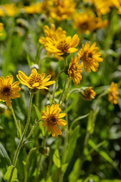 Arnica Zioło Ogrodzie Żółte Kwiaty Arnica Foliosa Rośliny Lecznicze Ogrodzie — Zdjęcie stockowe