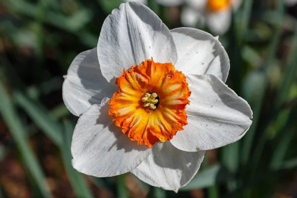 Narcyz Kwiatów Narcissus Hybrid Ogrodzie Wiosennym — Zdjęcie stockowe