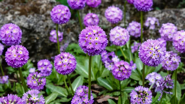 Alp tepesinde primula denticulata. Bahar bahçesinde çuha çiçeği. 