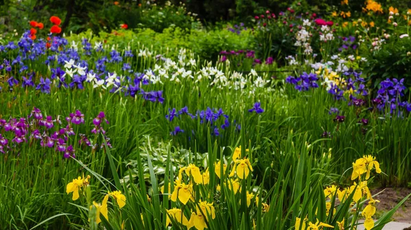 Szibériai Írisz Virágok Iris Sibirica Zöld Alapon Kertben — Stock Fotó