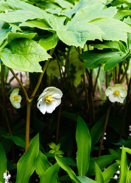 Mayapple Flowers Podophyllum Peltatum Garden Medicinal Herbaceous Perennial Plant Species — Stock Photo, Image