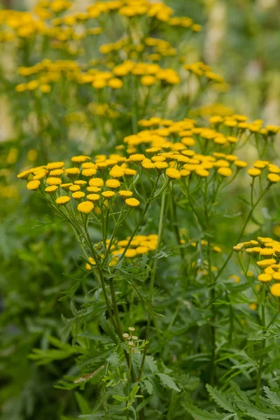 Żółty Kwiat Tanacetum Vulgare Naturalnym Tle Rośliny Lecznicze Ogrodzie — Zdjęcie stockowe