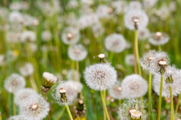 Natur Hintergrund Mit Löwenzahn — Stockfoto