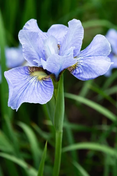 Flores Iris Siberianas Iris Sibirica Sobre Fondo Verde Jardín — Foto de Stock