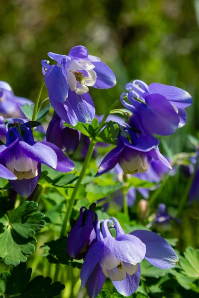 Aquilegia Coerulea Frühlingsgarten Blaue Blüten Der Aquilegia Naturnahen Hintergrund Pflanze — Stockfoto