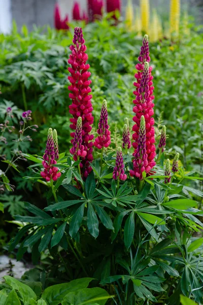 Květy Lupiny Rod Lupinus Letní Zahradě — Stock fotografie