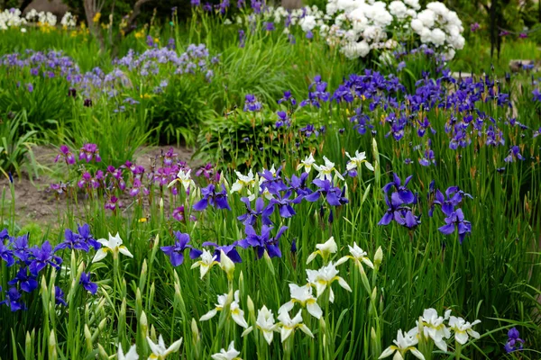 Siberian Iris Flowers Iris Sibirica Green Background Garden — Stock Photo, Image