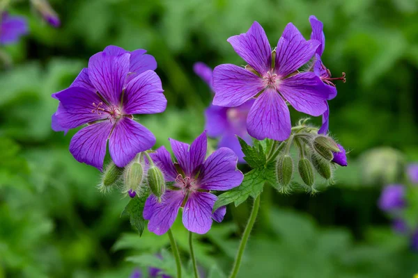 Geranien Pratense Garten — Stockfoto