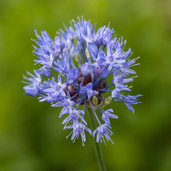 Allium Decipiens Spring Garden Growing Ornamental Bulbous Plants Garden