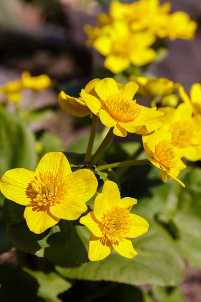 Primavera Flor Pântano Calêndula Flores Copo Real Caltha Palustris Flor — Fotografia de Stock