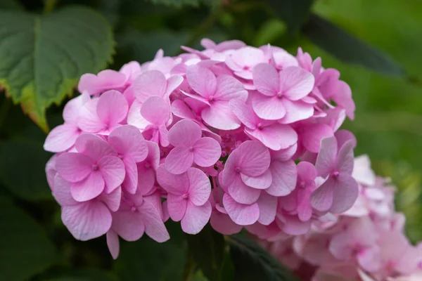 Hortensja Kwitnie Hortensja Bush Roślinami Ozdobnymi Pojemnikach — Zdjęcie stockowe