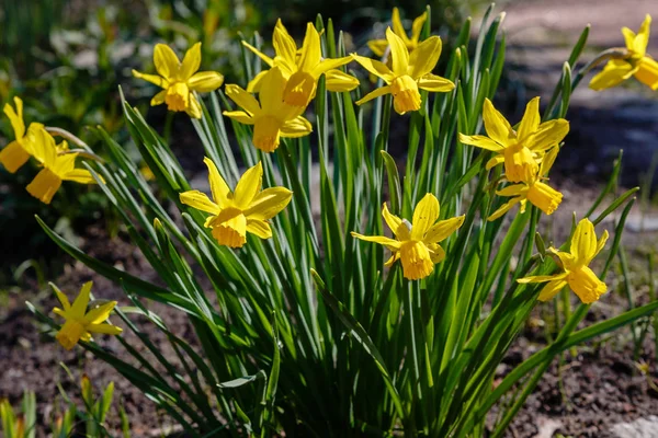 Narcissus Virágok Narcissus Hibrid Tavaszi Kert — Stock Fotó