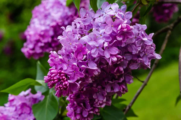 Bloeiende Lila Syringa Tuin Mooie Paarse Lila Bloemen Natuurlijke Achtergrond — Stockfoto