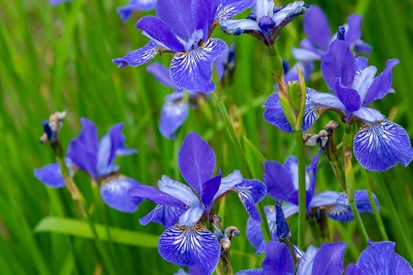 Flores Iris Siberianas Iris Sibirica Sobre Fondo Verde Jardín —  Fotos de Stock