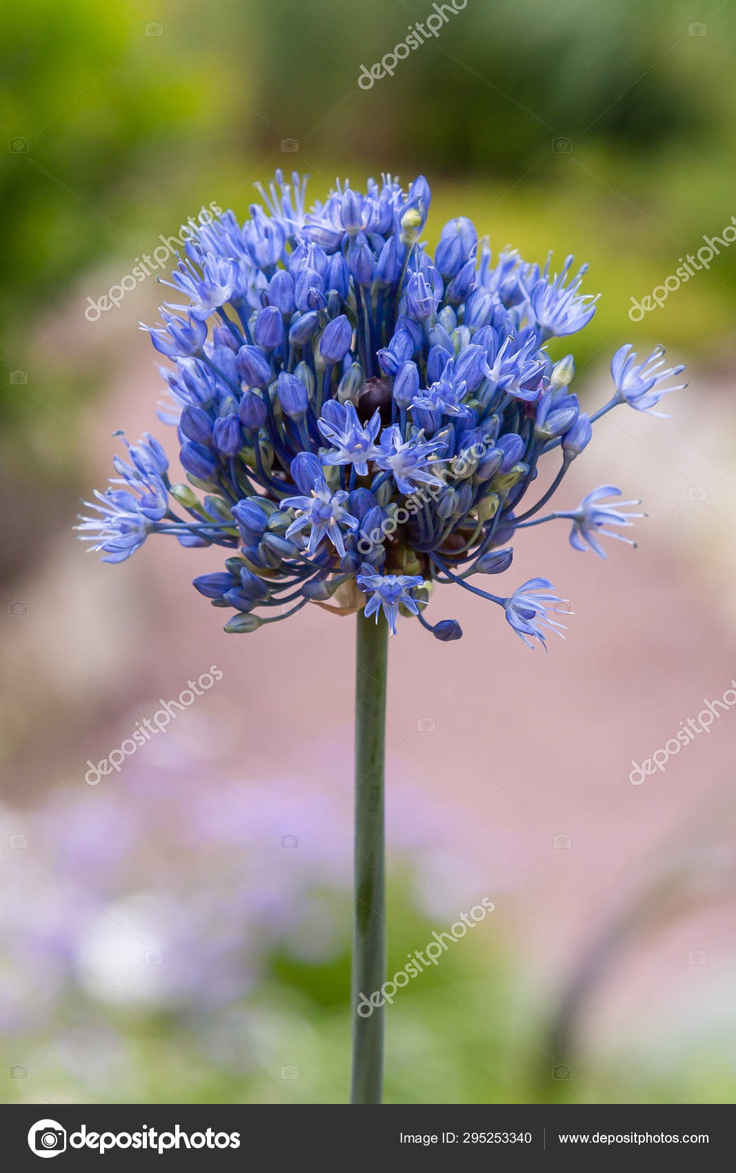 Allium Decipiens Spring Garden Growing Ornamental Bulbous Plants Garden