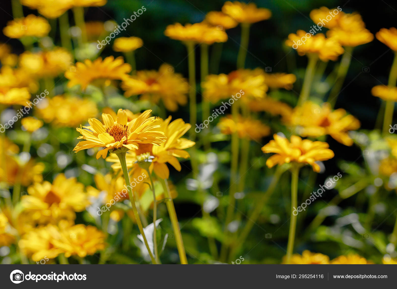 Yellow Daisies Flower Bed Genus Herbaceous Annuals Perennials Heliopsis