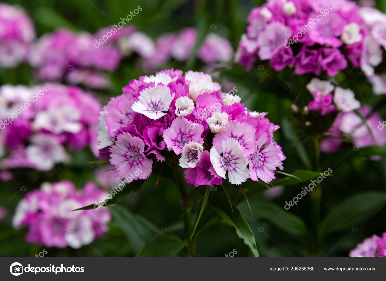 Flowers Dianthus Garden Green Background Stock Photo by ©ovju@yandex.ru