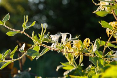 Beyaz Lonicera japonica (Caprifolium perfoliate) hanımeli çiçekleri. Altın-ve-gümüş veya Japon hanımeli bahçe örtüsü