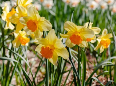 Bahar bahçesinde Nergis çiçekleri (Narcissus melezi)