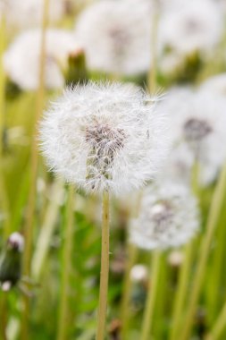 Dandelions ile doğa arka plan