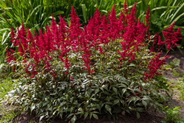 Astilbe japonik bir bahçe. Sahte Spiraea, doğal arkaplanda tuzlanma
