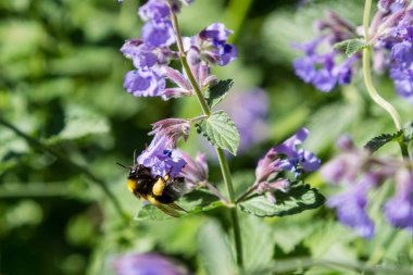 Nepeta veya Catnip çiçek çiçekleri. Yaz çiçek arka plan. Yaz bahçesinde şifalı bitkiler ve bitkiler-bal bitkileri