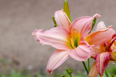 Bahçede çiçekli günlükler. Yaz bahçesinde çiçek açan Hemerocallis. Daylilies güzel çiçekler