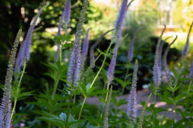 Veronica longifolia'nın bahçedeki mavi çiçeği. Bahçede şifalı bitkiler