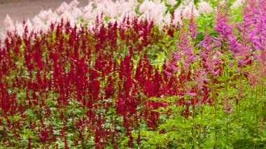 Astilbe japonik bir bahçe. Sahte Spiraea, doğal arkaplanda tuzlanma