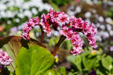 Bahar bahçesinde Bergenia rotblum. Pembe çiçek bergenia (fil kulağı, badan, Sibirya çayı, Moğol çayı, deri bergenia. Bergenia cordifolia