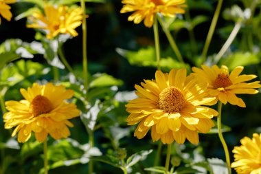 Çiçek yatağında sarı papatyalar. Otsu yıllıklar ve çok yıllık heliopsis cinsi (Heliopsis).