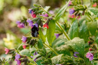 Bahar bahçesinde Pulmonaria (akciğer otu). Akciğer otu çiçekleri üzerinde yaban arısı. Çiçekli, mor ve pembe çiçekli bahar arkaplanı. Bahçedeki şifalı bitkiler