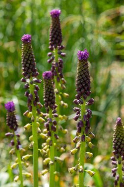 Muscari çiçekleri, Muscari armeniacum, Üzüm Sümbüller bahar çiçekleri nisan ve mayıs aylarında çiçek. Mavi çiçekli Muscari armeniacum bitkisi