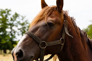 Ahırda güzel at portresi