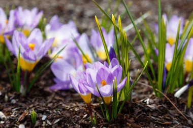 Çiğdem, çoğul crocuses iris ailesinde çiçekli bitkilerin bir cinstir. Bir demet timsah, timsahlarla dolu bir çayır.