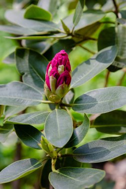 Bahar bahçesinde çiçekli rhododendrons