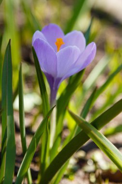 Çiğdem, çoğul crocuses iris ailesinde çiçekli bitkilerin bir cinstir. Bir demet timsah, timsahlarla dolu bir çayır.