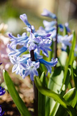 Bahçede çiçek açan sümbüller, sümbül çiçekleri...