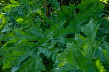 Heracleum sosnowskyi zehirli bitki, yaygın dev hogweed, cartwheel-çiçek, dev maydanoz, dev yaban havucu, hogsbain olarak bilinir