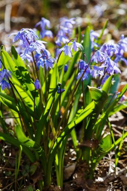 Bahar bahçesinde Scilla siberica. Scilla siberica mavi çiçekler soğanlı bitkiler