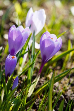Çiğdem, çoğul crocuses iris ailesinde çiçekli bitkilerin bir cinstir. Bir demet timsah, timsahlarla dolu bir çayır.